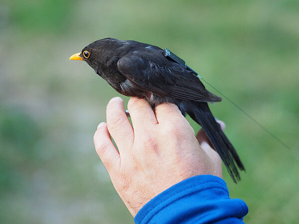 Amsel mit Sender (Foto: MPI f. Verhaltensbiologie / J. Stierle) Amsel mit Sender (Foto: MPI f. Verhaltensbiologie / J. Stierle)
